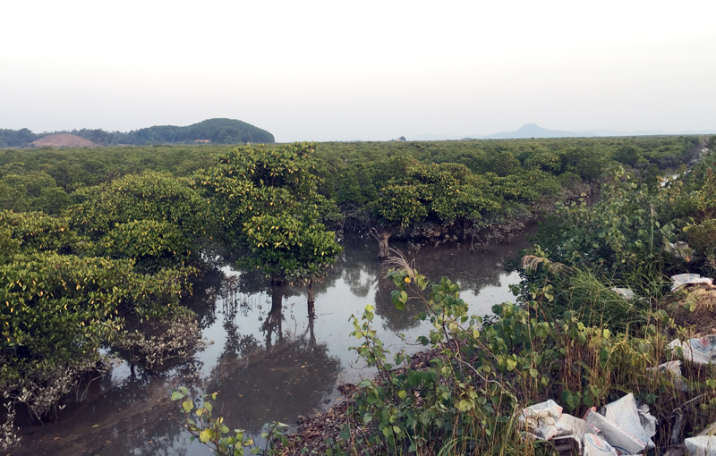 Hiện nay, huyện Hải Hà có hơn 1.600 ha đất ven biển quy hoạch là rừng ngập mặn ven biển, trong đó diện tích đất có rừng là 1.315,95 ha (Trong ảnh: Rừng ngập mặn tại xã Quảng Phong)