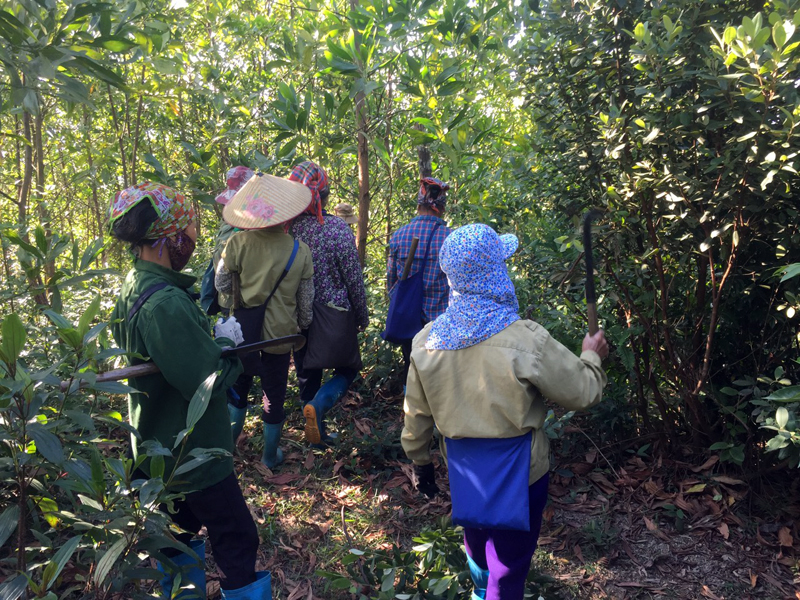 Người dân xã Quảng Đức trồng rừng sản xuất, phát triển kinh tế.