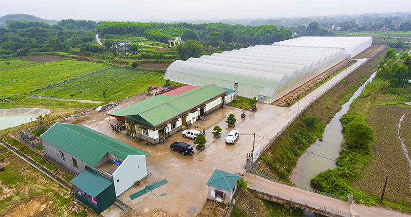 Mô hình nông nghiệp công nghệ cao tại thôn Tân Thanh, xã Quảng Tân, huyện Đầm Hà.