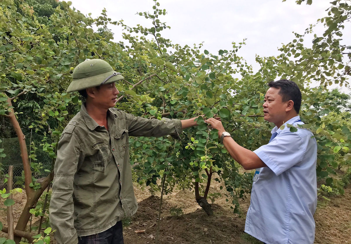 Mô hình trồng táo của anh Bùi Văn Tý, thôn An Lợi, xã Quảng Lợi, huyện Đầm Hà đem lại thu nhập ổn định cho gia đình anh. 