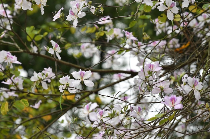  Ban thuộc loài cây gỗ nhỏ, các cành cây chia thành nhiều nhánh, khẳng khiu. Hoa ban cùng họ với hoa bướm, không có hương thơm nhưng có vị ngọt ở nhị hoa. Ảnh: Lê Xuân Bách.