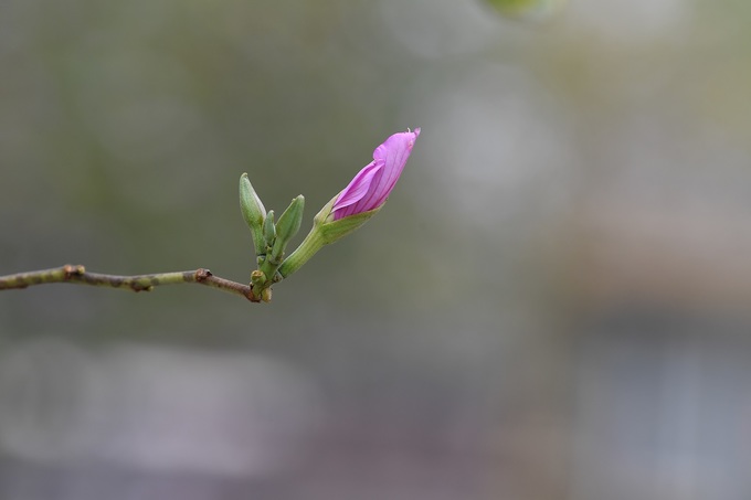 Vào mùa đông, cây ban thường trút lá, dồn nhựa để nuôi nụ vào mùa xuân. Vì vậy khi hoa nở, cây thưa lá, để lộ những nhành hoa tím phớt. Ảnh: Lê Xuân Bách.