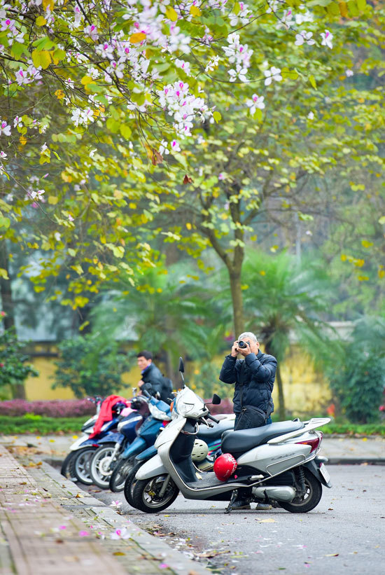 Một khách tham quan chụp lại ảnh hoa ban trong ngày mưa phùn. Ảnh: Nguyễn Văn Quyền.