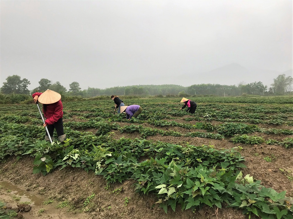 Người dân thôn Đồi Mây, xã Hải Lạng chăm sóc cây khoai lang. 