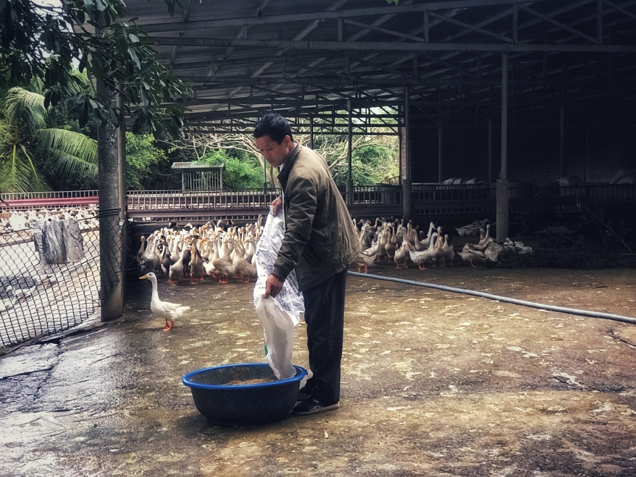 Ông Đồng Văn Cường chuẩn bị thức ăn cho đàn vịt.