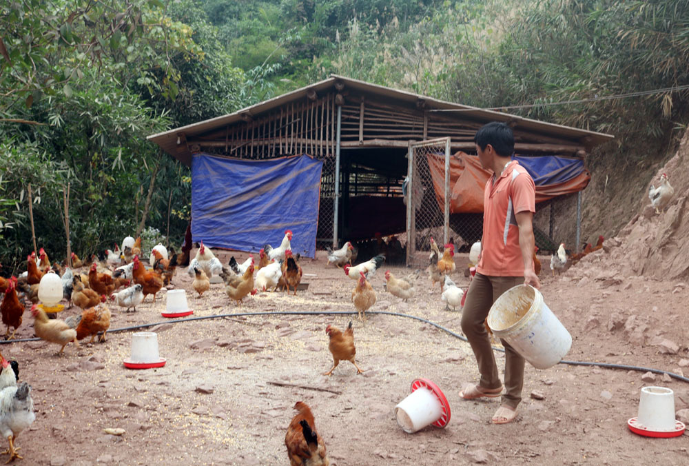 Mô hình nuôi gà đồi của anh Trần Văn Hoan, thôn Bắc Lù, xã Hà Lâu (huyện Tiên Yên) mang lại thu nhập kinh tế cao cho gia đình.