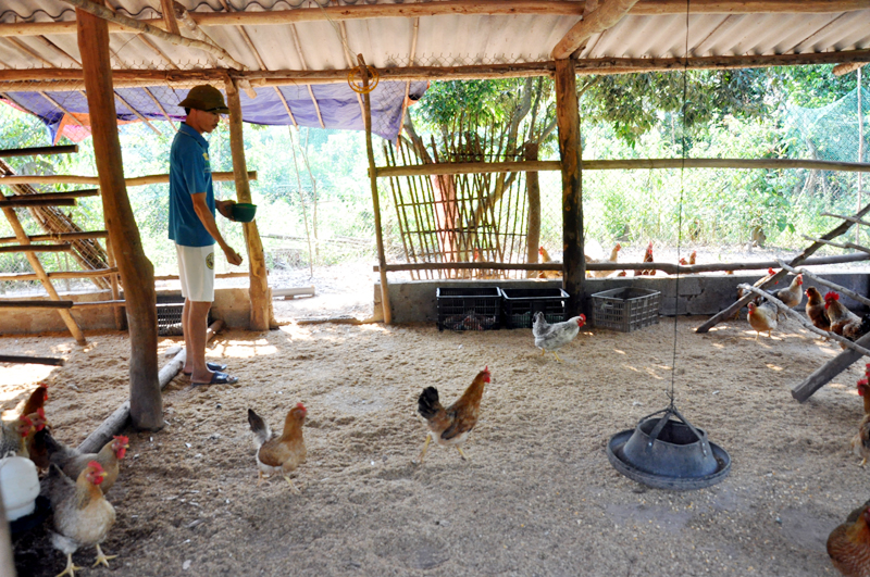 Cơ sở nuôi gà Tiên Yên của anh Hà Văn Tuấn tại thôn Nà Hắc, xã Hà Lâu đang phát huy hiệu quả. Ảnh chụp ngày 14/11/2019