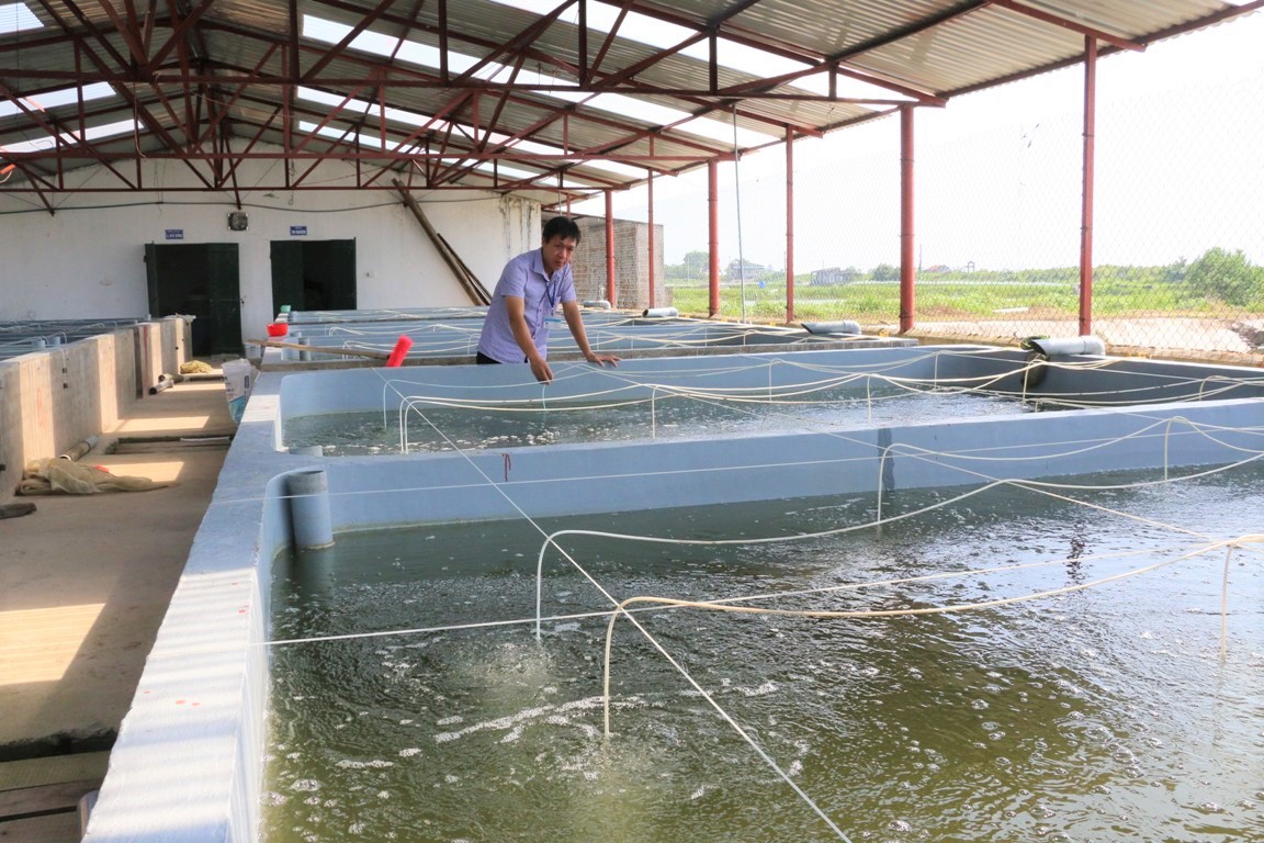 Mô hình sản xuất cá giống của HTX Sản xuất và Nuôi trồng thủy sản Bắc Việt áp dụng công nghệ nuôi trong nhà hiện đại. (Ảnh: Phạm Tăng)
