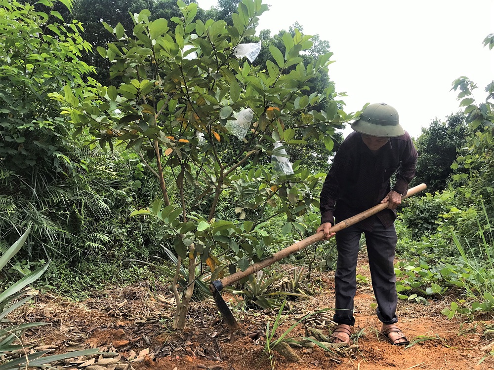 Ông Triệu Quý Bảo, thôn Pắc Cáy, xã Thanh Sơn chăm sóc vườn ổi chuẩn bị cho vụ thu hoạch mới. 