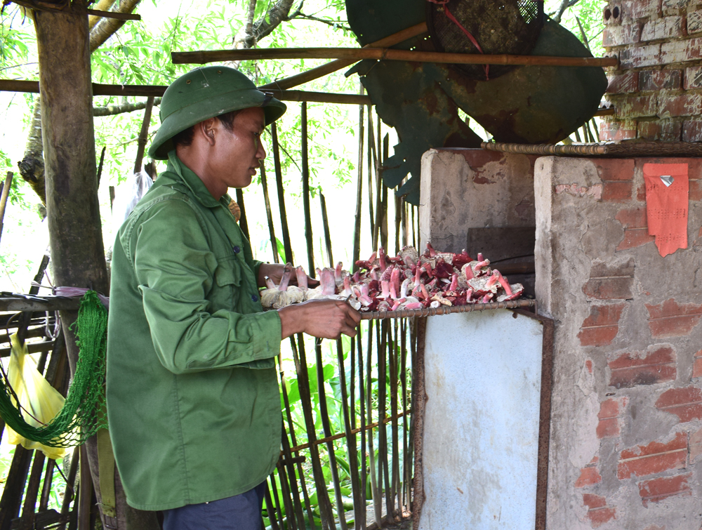 Người dân vuungf cao thường sấy khô nấm chẹo trong lò sấy để bảo quản được lâu hơn