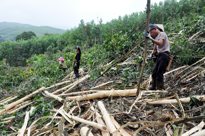 Người dân xã Kỳ Thượng thu hoạch cây lấy gỗ