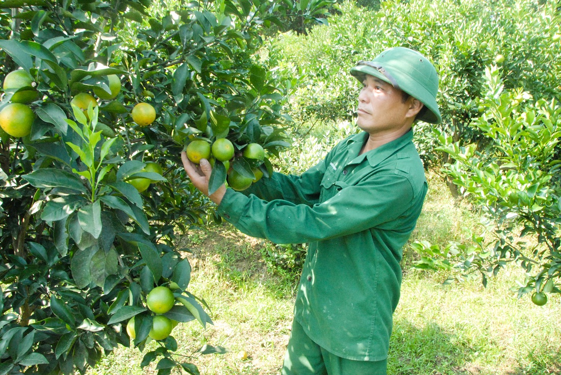 Mô hình trồng cam, quýt trên vườn đồi của hộ anh Doãn Văn Hà (thôn 7, xã Quảng Chính, Hải Hà) được hỗ trợ tích cực từ mô hình 