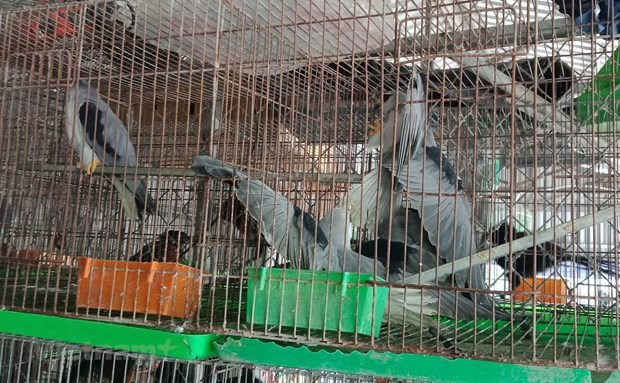 Chim hoang dã được nhốt trong các lồng sắt, bày bán tại chợ nông sản Thạnh Hóa, tỉnh Long An. (Ảnh: H.V/Vietnam+)