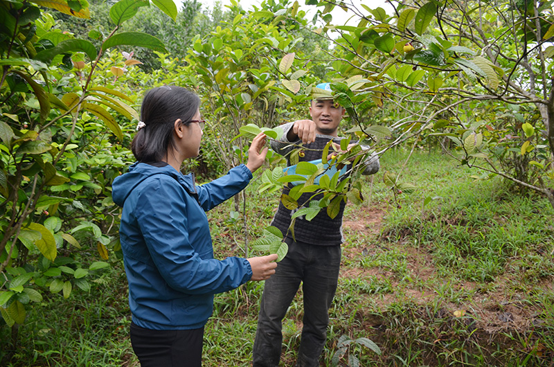 Cán bộ Phòng Nông nghiệp huyện Ba Chẽ (bên trái) hướng dẫn người dân kỹ thuật chăm sóc cây trà hoa vàng.