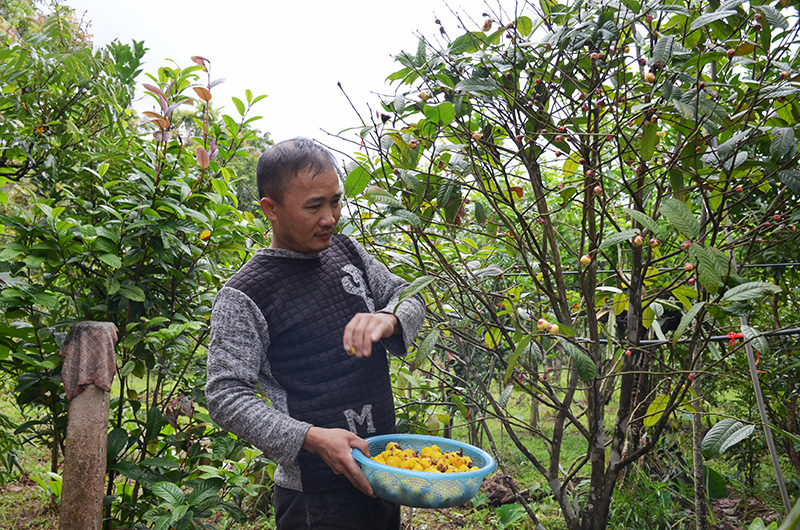 Anh Tô Văn Hiền, khu 7, thị trấn Ba Chẽ thu hoạch trà hoa vàng.