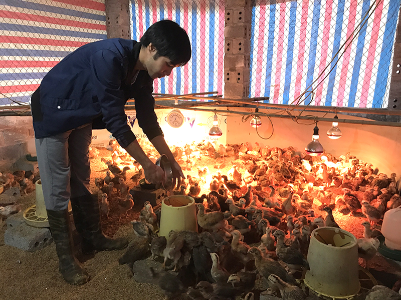 Anh Phạm Văn Thành, xã Minh Cầm, huyện ba Chẽ kiểm tra chất lượng đàn gà để chuẩn bị tiêm phòng. 