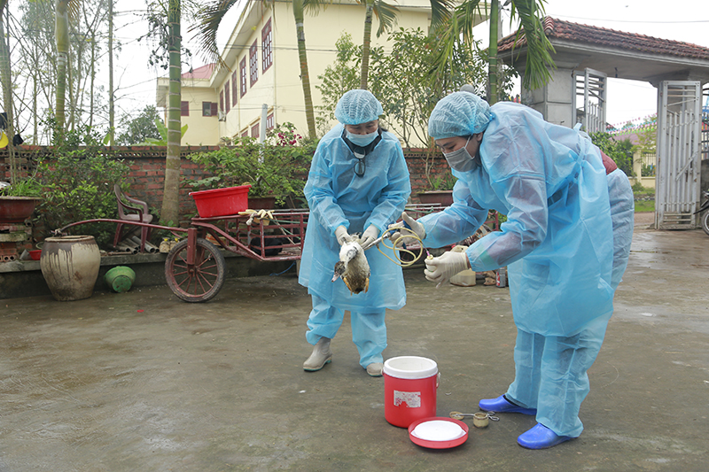 Cán bộ thú y xã Đông Hải tiêm vắc xin phòng cúm gia cầm cho gia đình bà Hiền
