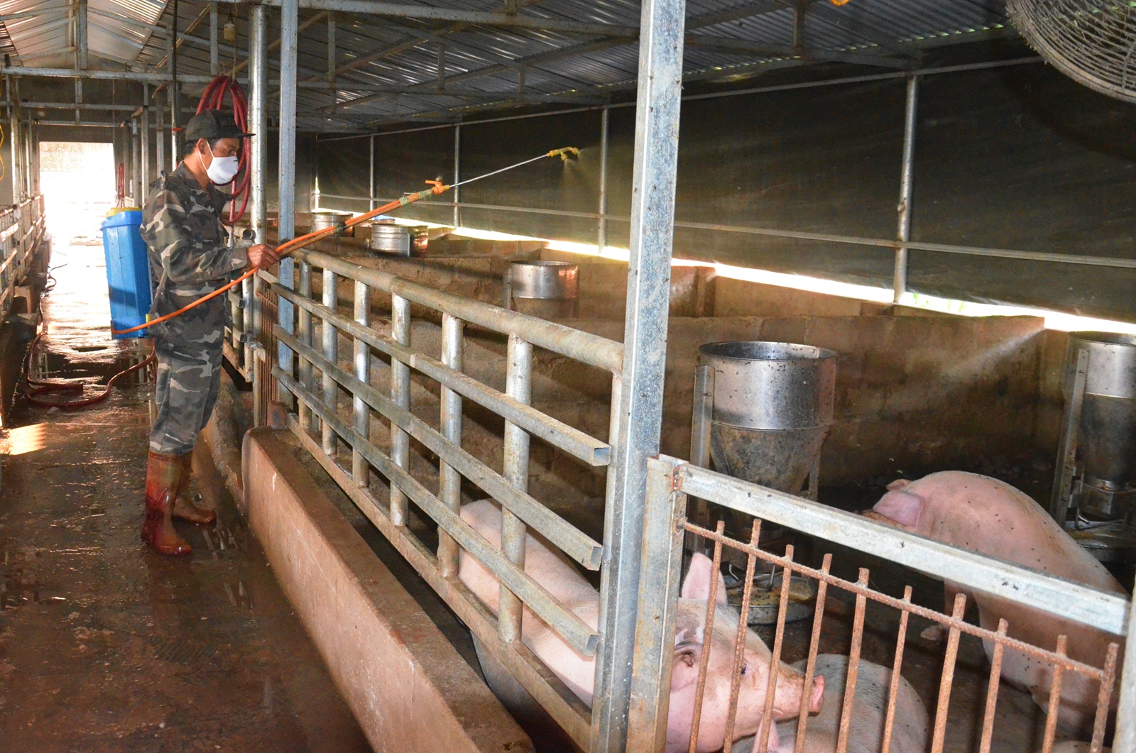 Hộ chăn nuôi xã Hải Tiến, TP Móng Cái tiến hành phun khử trùng tiêu độc cho chuồng trại.