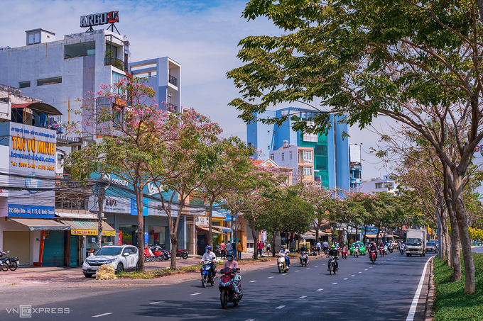 Bạn có thể thấy những hàng kèn hồng trên các đường Võ Văn Kiệt, Hàm Nghi (quận 1), đường Điện Biên Phủ (quận Bình Thạnh) hay khu dân cư Trung Sơn (huyện Bình Chánh, giáp quận 7, quận 8).