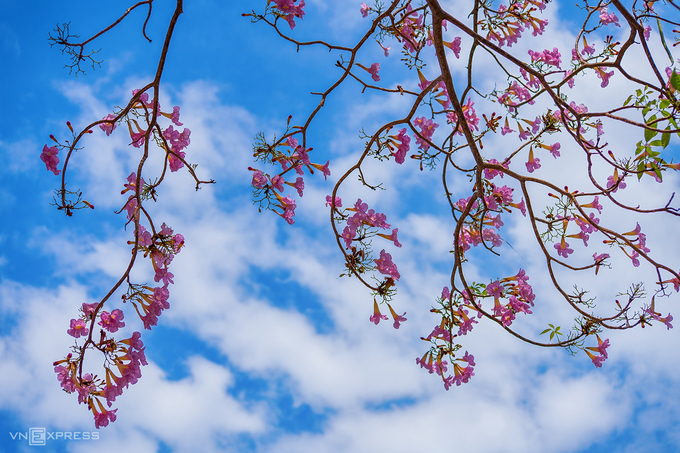 Cây kèn hồng (hay còn gọi hoa hồng phấn) phù hợp với thổ nhưỡng miền Nam. Cây có nguồn gốc từ châu Mỹ, thường trồng làm cảnh ở sân vườn, dọc lối đi hay dải phân cách trên đường phố. Thông thường khi cây ra hoa, lá đều rụng, trên đầu mỗi cành chỉ nhìn thấy những cụm hoa hồng phấn.