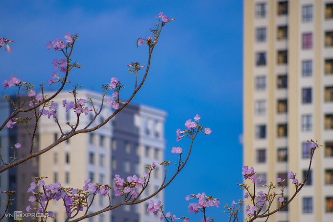 Những vạt hoa kèn hồng khoe sắc trong nắng làm khung cảnh Sài Gòn trở nên thơ mộng hơn. Hoa có hình dạng giống hình chuông, màu hồng phấn và mọc thành từng chùm khoảng 5 - 12 bông.