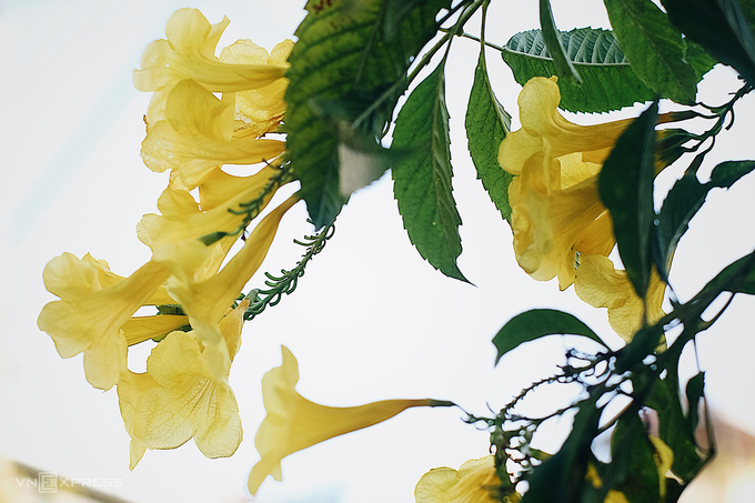 Hoa huỳnh liên màu vàng nở thành cụm, một bông giống hình chuông mọc ở đầu cành, rủ xuống. Cánh hoa mỏng manh, thân yếu dễ rụng, chỉ cần một cơn gió thổi nhẹ sẽ rơi lả tả xuống đất. Giống cây có nguồn gốc từ Nam Mỹ và được trồng ở nhiều nước nhiệt đới tại châu Á. 