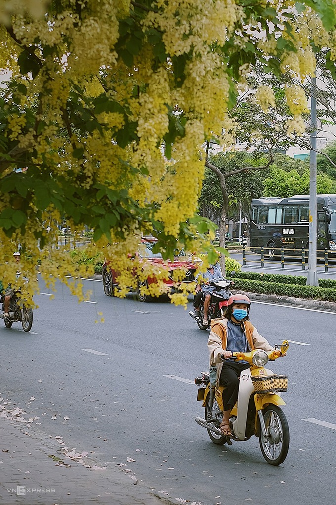 Bên cạnh hoa kèn hồng, trên đường Điện Biên Phủ hướng từ quận Bình Thạnh vào quận 1 còn rực sắc vàng của cây muồng hoàng yến. Màu sắc nổi bật thu hút ánh nhìn của người lưu thông trên đường. 
