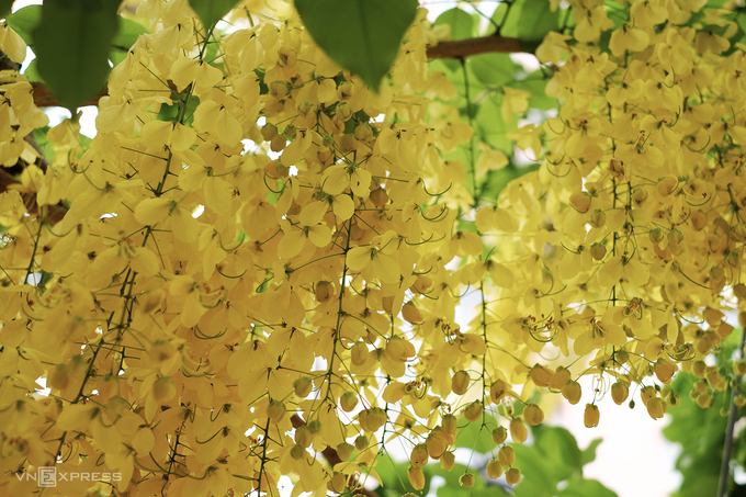 Không như huỳnh liên, cây muồng hoàng yến cao hơn, có hoa nở thành từng chùm dài, rủ xuống như những chiếc đèn lồng ngang đầu người đứng. Đây cũng là quốc hoa của đất nước Thái Lan và biểu tượng của vùng Kerala của Ấn Độ.
