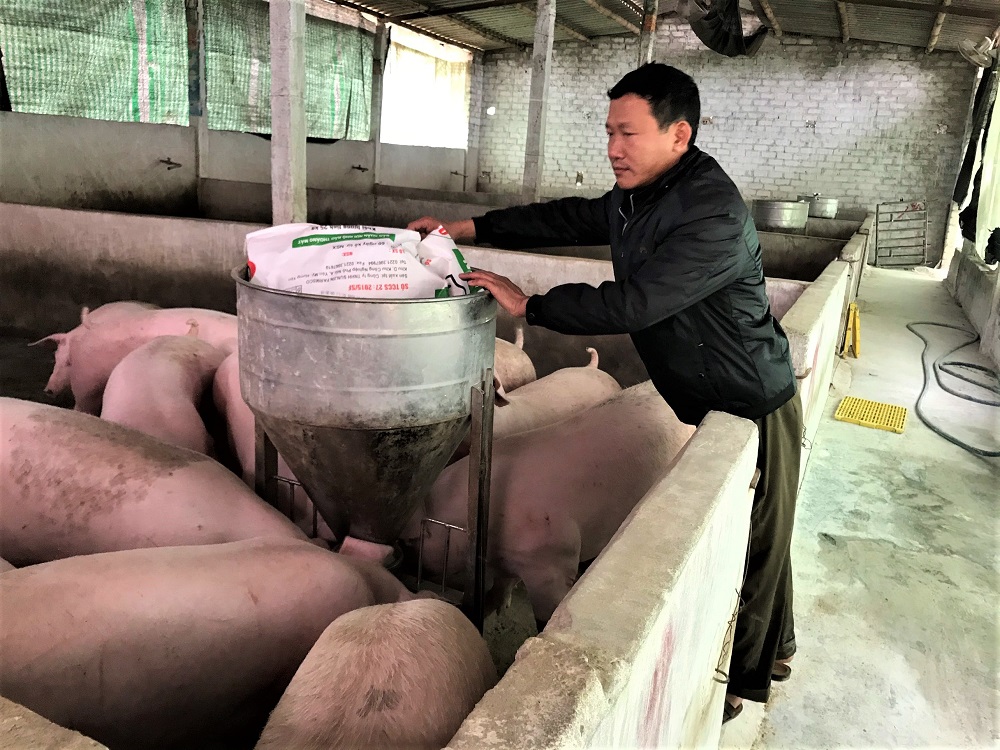 Anh Nguyễn Xuân Hùng, thôn Đồng Đò, xã Bình Khê, TX Đông Triều chăm sóc đàn lợn nái vừa được tái đàn. 
