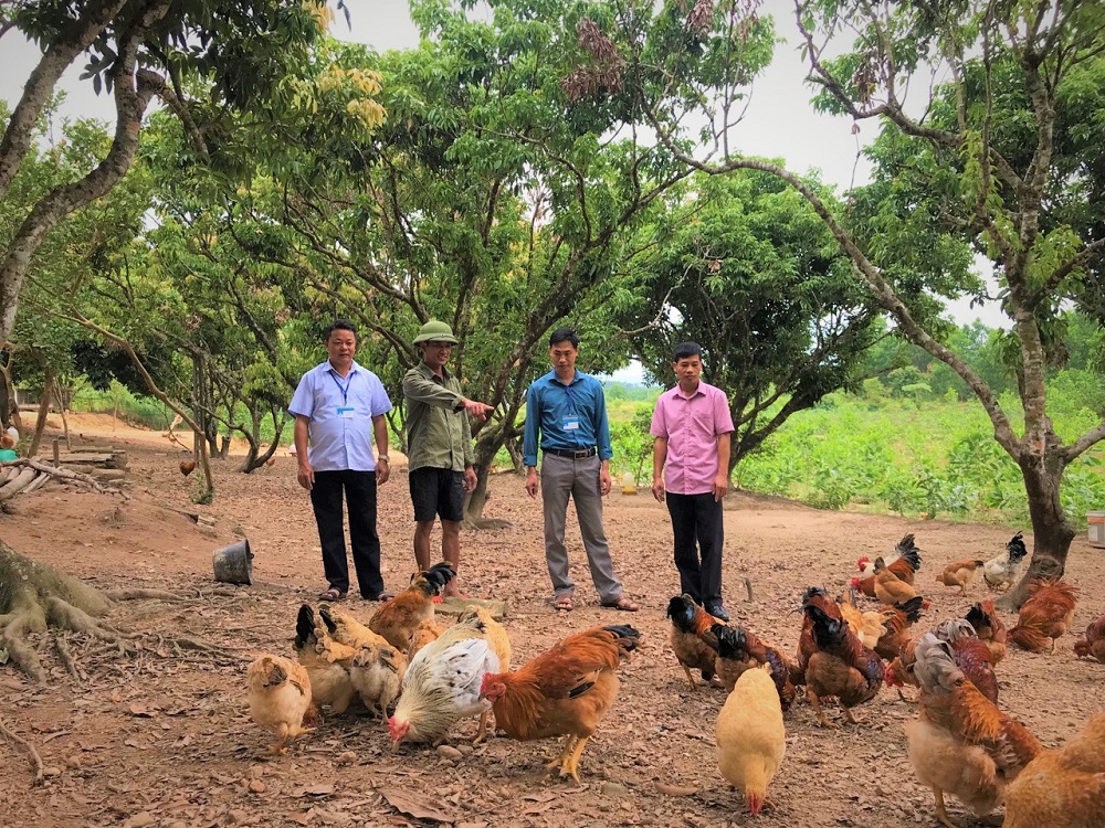 Lãnh đạo địa phương đến thăm trang trại chăn nuôi gà của anh Bùi Văn Tý, thôn An Lợi, xã Quảng Tân, huyện Đầm Hà. 