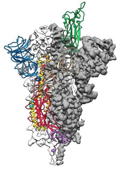 Cấu trúc phân tử của S Protein của chủng virus corona mới.