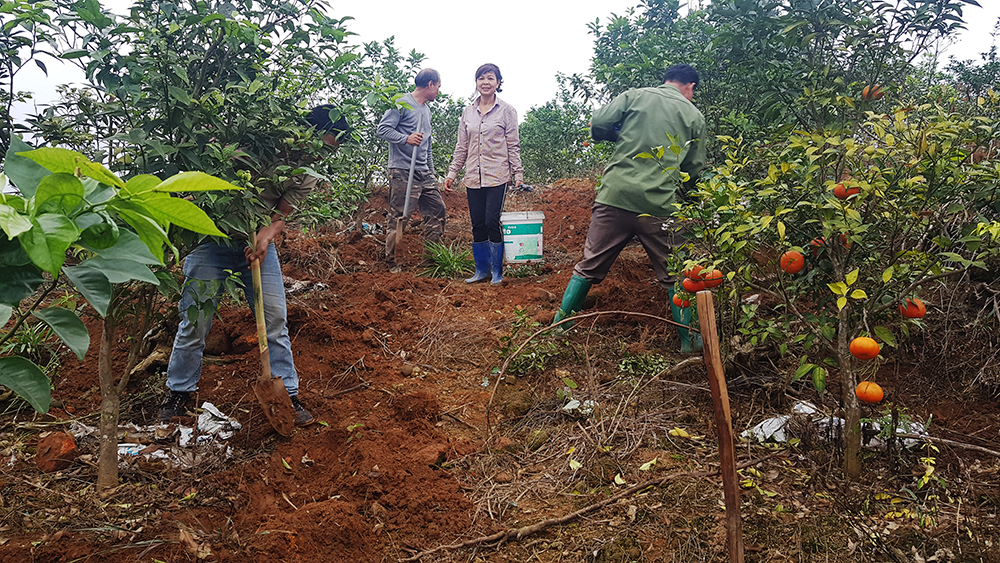 Mô hình trồng cam Canh của gia đình chị Nguyễn Thị Nam, thôn Hải Đông, xã Quảng Thành.