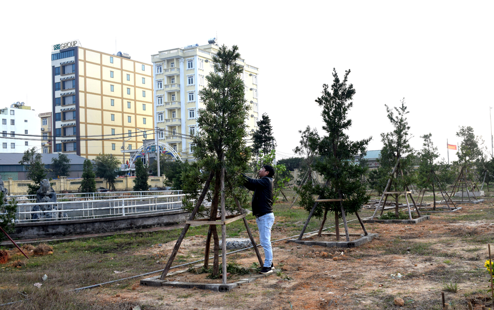 Ngay sau khi huyện Cô Tô phát động đã có nhiều tổ chức, cá nhân đã hiến tặng cây tùng và đã được trồng ở khu vực dự án Công viên Tùng Cô Tô