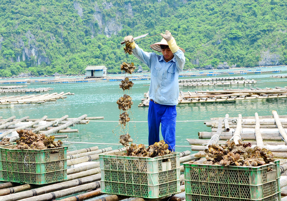 Hiện nhiều người dân nuôi trồng hàu Thái Bình Dương tại huyện Vân Đồn đang gặp khó khăn trong tiêu thụ sản phẩm. Ảnh: Hà Phong
