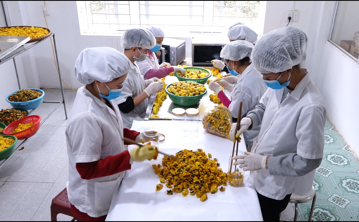 Chế biến sản phẩm trà hoa vàng tại Công ty CP lâm sản Đạp Thanh (Ba Chẽ).