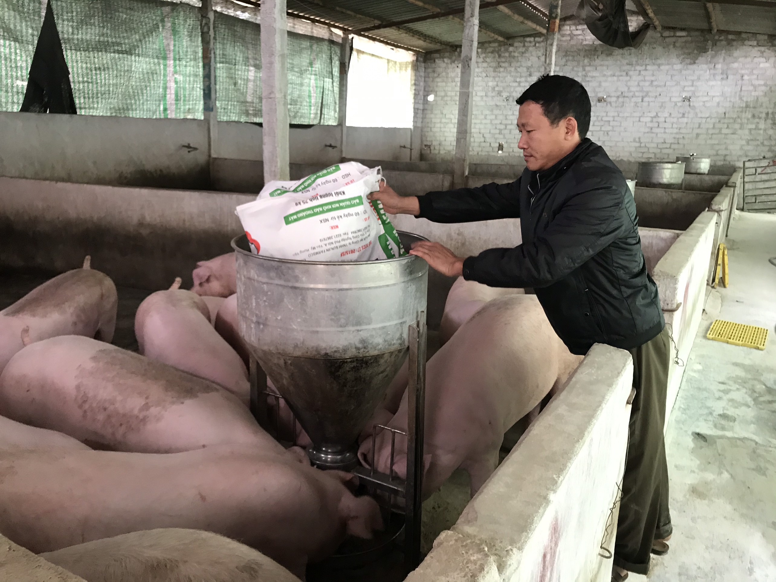 hộ ông Nguyễn Xuân Hùng, xã Bình Khê, TX Đông Triều đã tái sản xuất, chăn nuôi hơn 50 con lợn nái. 