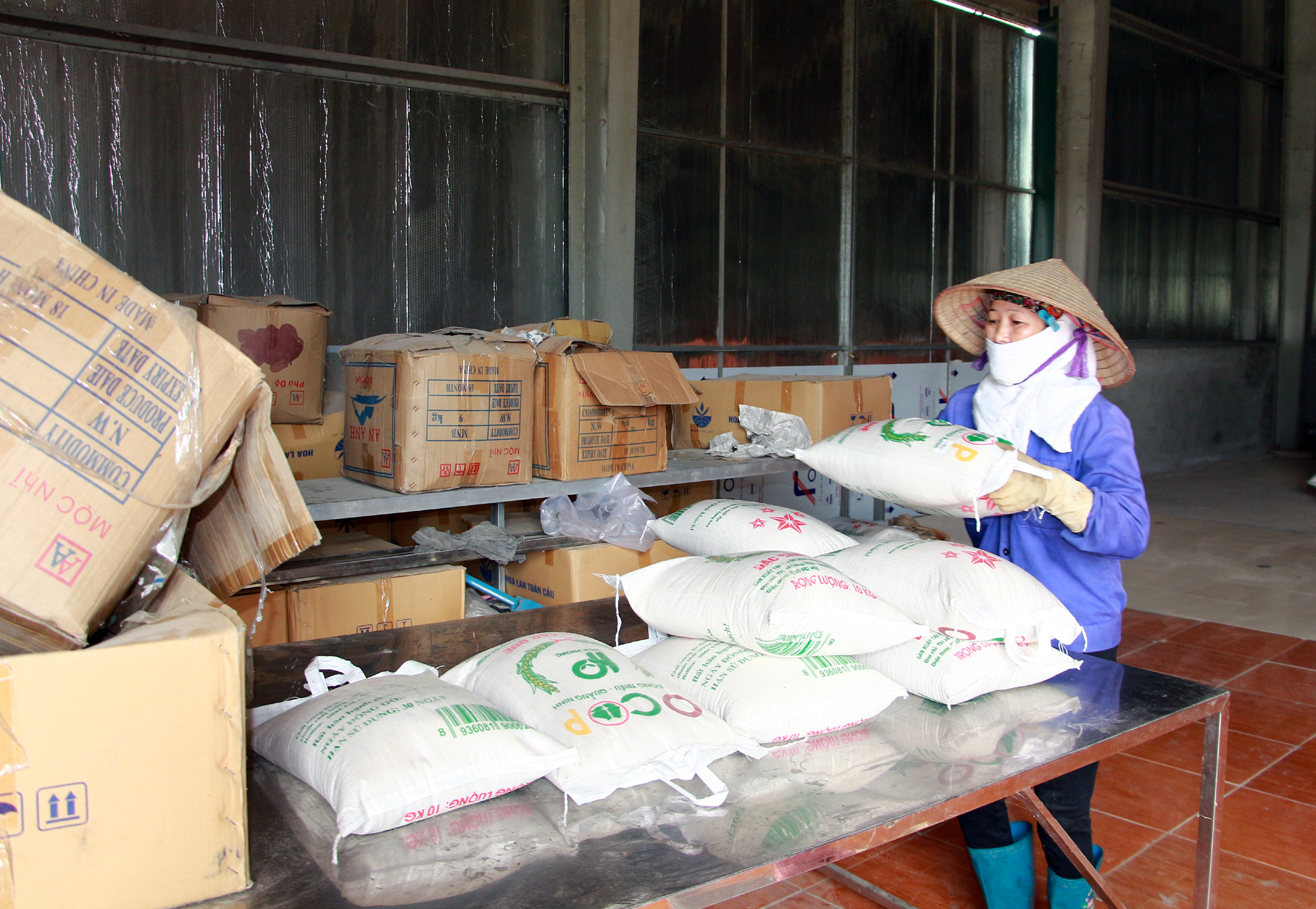 Đóng gói sản phẩm gạo nếp cái hoa vàng tại HTX dịch vụ nông nghiệp chất lượng cao Hoa Phong (TX Đông Triều). Ảnh: Mạnh Trường