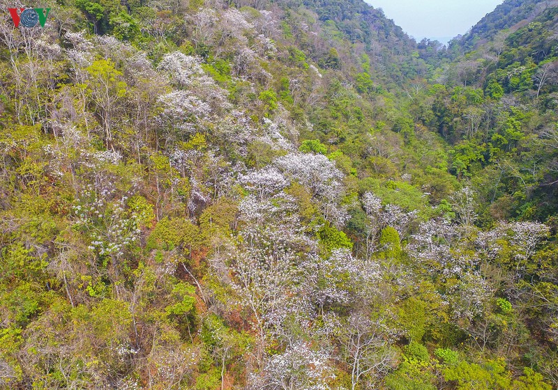 Những ngày này, nhiều cánh rừng hoa Ban tại Điện Biên đã bắt đầu nở rộ tô điểm cho mảnh đất nơi cực Tây Tổ quốc.