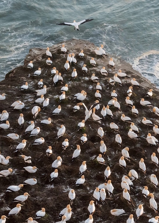 Tác phẩm “Thủ lĩnh” do nhiếp ảnh gia Phạm Huy Trung chụp ở một mỏm đá tại Muriwai, New Zealand. Anh cho hay: “Ngay khi tôi chụp xong ảnh thì những con chim đều cất cánh bay theo con đầu đàn”.