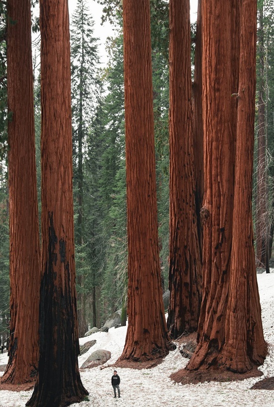 Bức ảnh “Sống trong thế giới khổng lồ” của Kent Sampson được chụp tại một góc vắng lặng ở Vườn quốc gia Sequoia, bang California, Mỹ. Kent cho hay, những cây cao lớn rất khó chụp sao để người xem ảnh thấy được kích cỡ của chúng nên góc chụp rất quan trọng: “Tôi đã chỉ một người bạn đứng gần cây ở đoạn sườn đồi. Tuyết mới rơi làm nền ảnh tương phản với thân cây màu đỏ cam ở Sequoias”.