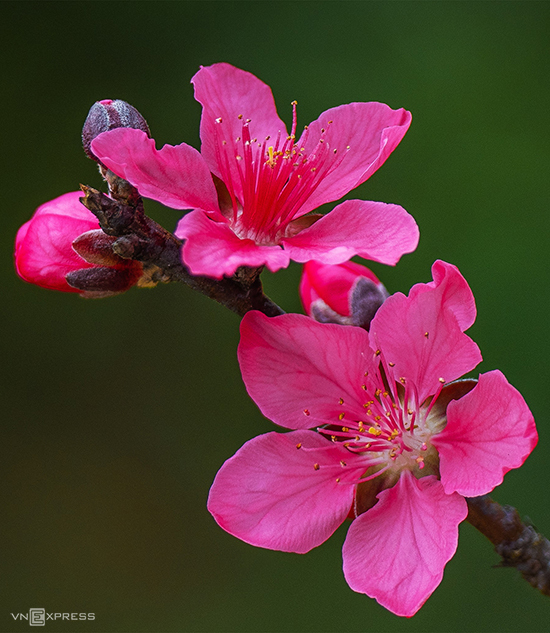 Đào rừng Mẫu Sơn có năm cánh to, với hai màu đặc trưng là hồng đậm (ảnh) và hồng nhạt. Cây sẽ trổ lá non sau mùa hoa nở và cho quả vào tháng 5 - 6 hằng năm.