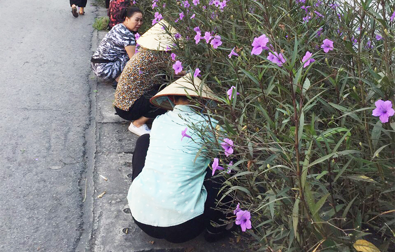 Người dân khu Hai Giếng, phường Cẩm Thủy, TP Cẩm Phả tích cực trồng hoa ven đường.