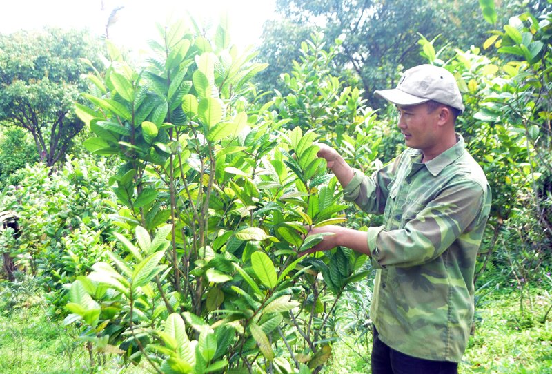 Anh Tô Văn Hiền ở khu 7, thị trấn Ba Chẽ hội viên hộ sản xuất kinh doanh giỏi cấp tỉnh nhờ phát triển trồng cây chè hoa vàng cho hiệu quả kinh tế cao.