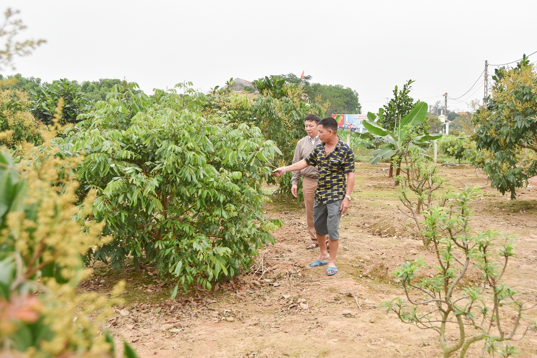 Hộ ông Vũ Văn Thiết là một trong những điển hình nông dân thi đua sản xuất giỏi, xây dựng vườn mẫu đạt chuẩn của thôn Hải Đông, xã Quảng Thành (huyện Hải Hà).