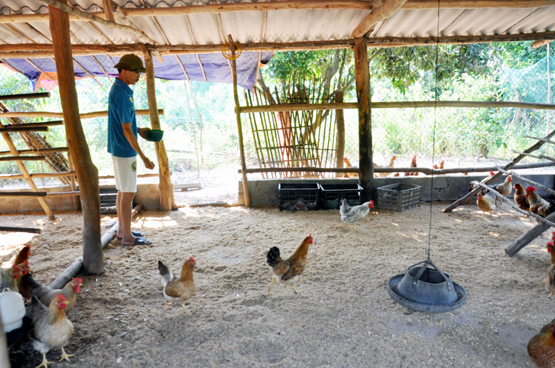 Trang trại chăn nuôi gà bản địa của gia đình Hoàng Ngọc Minh ở thôn Bản Phai, xã Hà Lâu cho hiệu quả kinh tế cao