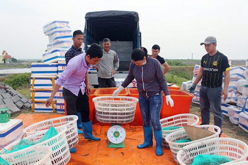 Vùng nuôi trồng thủy sản tập trung tại xã Quảng Minh cho hiệu quả kinh tế cao.