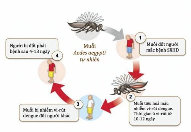 Sơ đồ truyền bệnh sốt xuất huyết (theo tuoitre.vn)