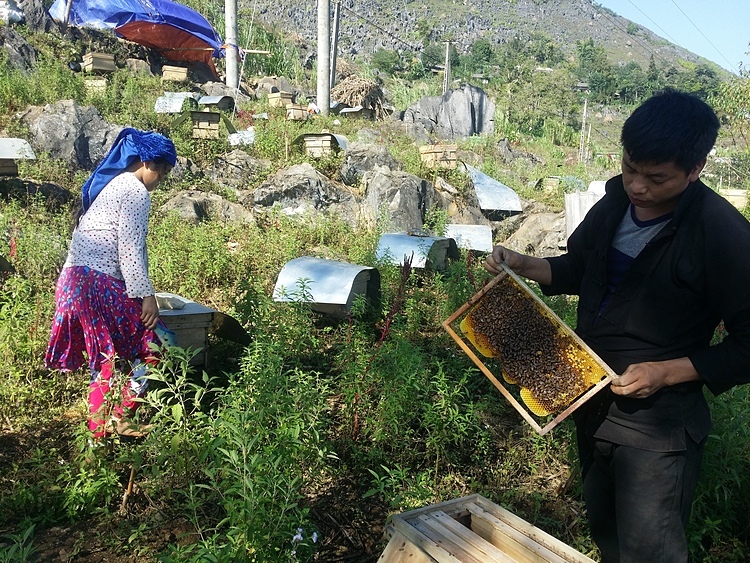 Anh Thào Chứ Nhù, 35 tuổi, người H’Mông là một trong những người nuôi ong nổi tiếng của địa phương. Ảnh: Đỗ Quang Tuấn Hoàng.