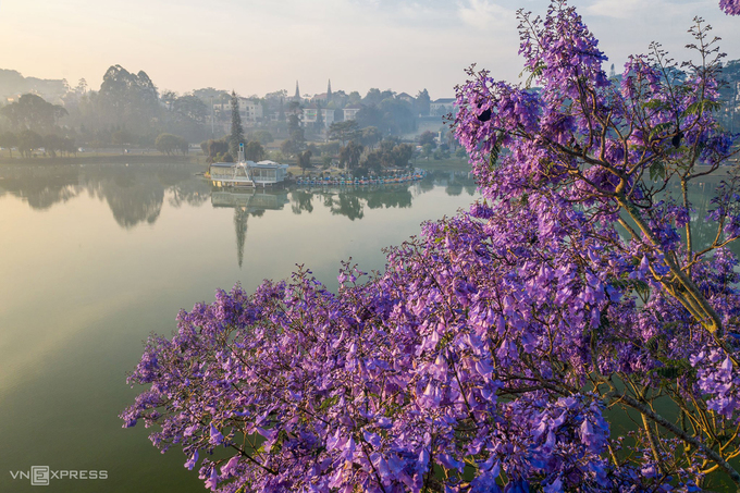 Hoa bung nở ven bờ hồ Xuân Hương. Hồ nước này được xem như một biểu tượng của Đà Lạt, nằm tại trung tâm thành phố. Xung quanh hồ có rừng thông, các bãi cỏ và nhiều vườn hoa.