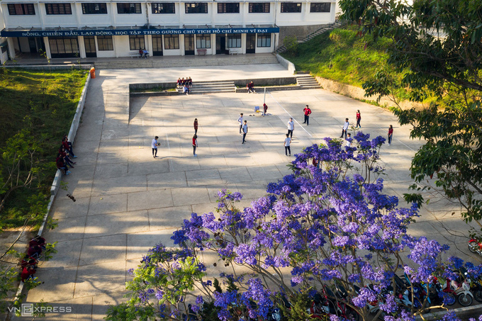 Một số trường học tại Đà Lạt cũng trồng phượng tím. Trong ảnh là cây phượng tím của trường THPT chuyên Thăng Long, trên đường Trần Phú.